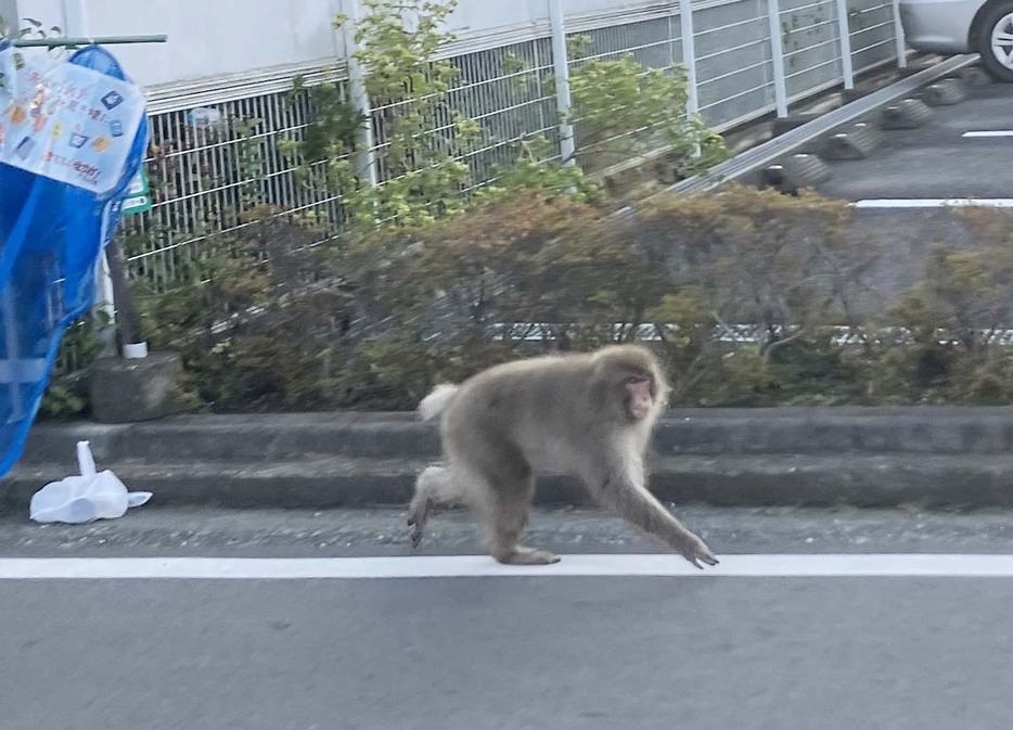 小田原市久野で目撃された左手のないサル＝２６日午前７時ごろ（市提供）