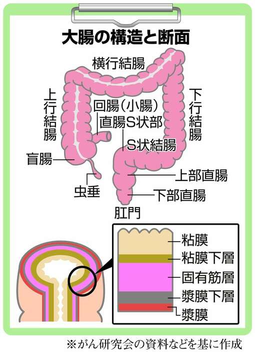 大腸の構造と断面