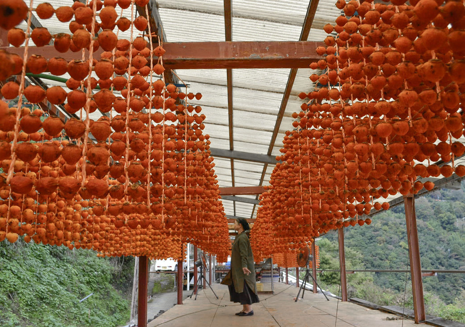 串柿作りが最盛期を迎え、農家の軒先の干し場につるされた柿＝5日、和歌山県かつらぎ町