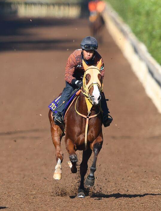 馬なりのまま4ハロン56秒6－12秒0をマークしたナミュール＝栗東トレセン（撮影・岩川晋也）