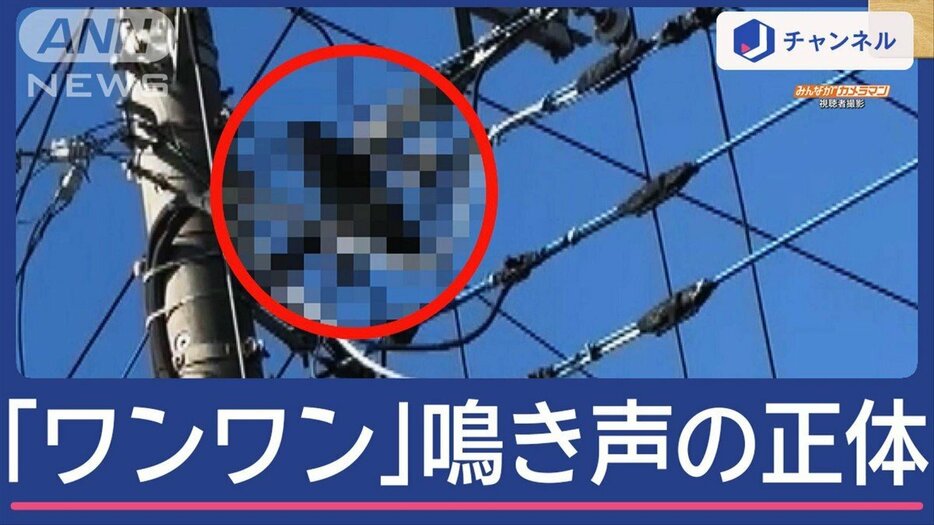 「ワンワン」犬の鳴き声と思ったら…そこにいたのは？撮影者も驚愕