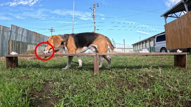 臭気選別の訓練をするバロン