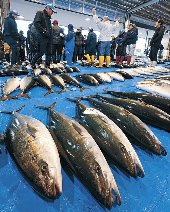 ひみ寒ぶり宣言が出され、氷見魚市場に並べられたブリ＝氷見市内