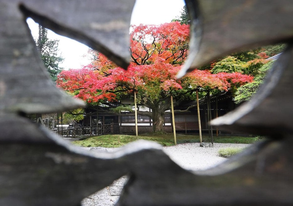 欄干の葉っぱの意匠の先に見える大カエデ