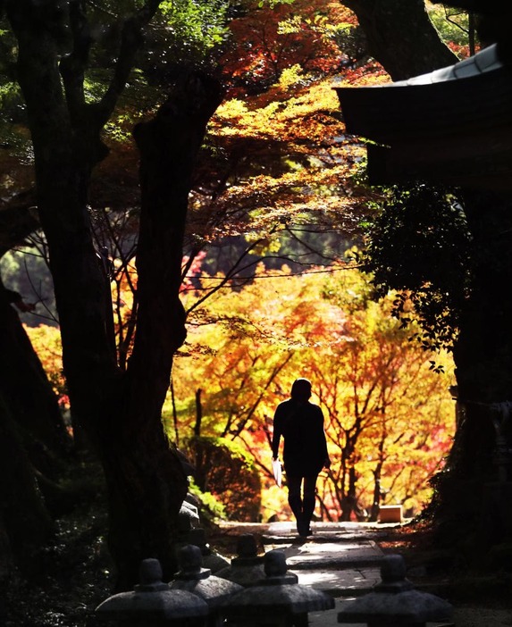 鮮やかな紅葉が境内を彩る