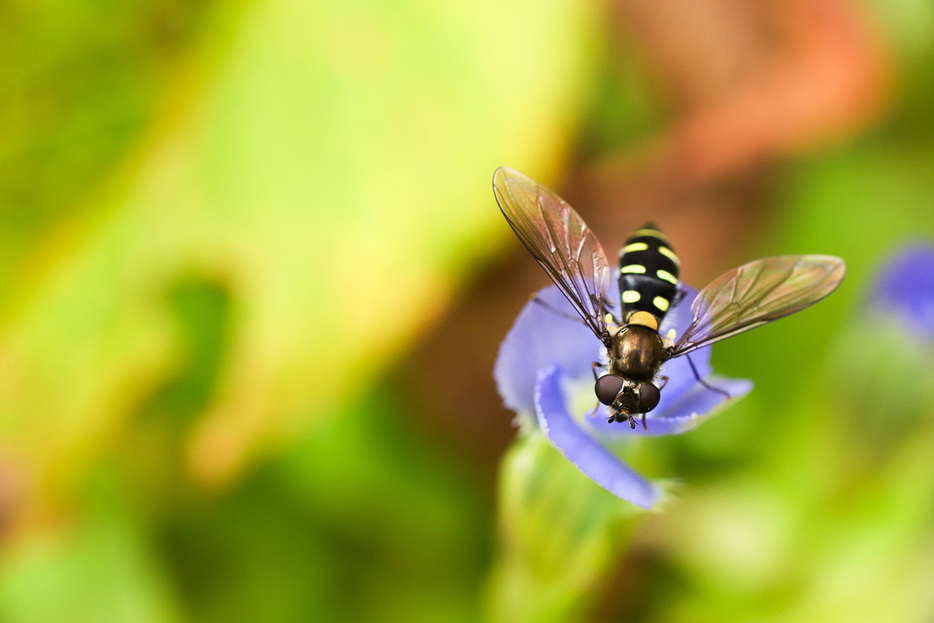 アウトドアで注意したいアブやブユによる虫刺され