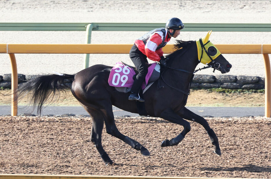 馬トク激走馬に算出されたロヴィーサ