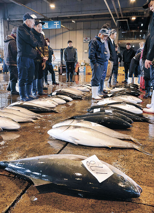 水揚げされた寒ブリ＝七尾市公設地方卸売市場