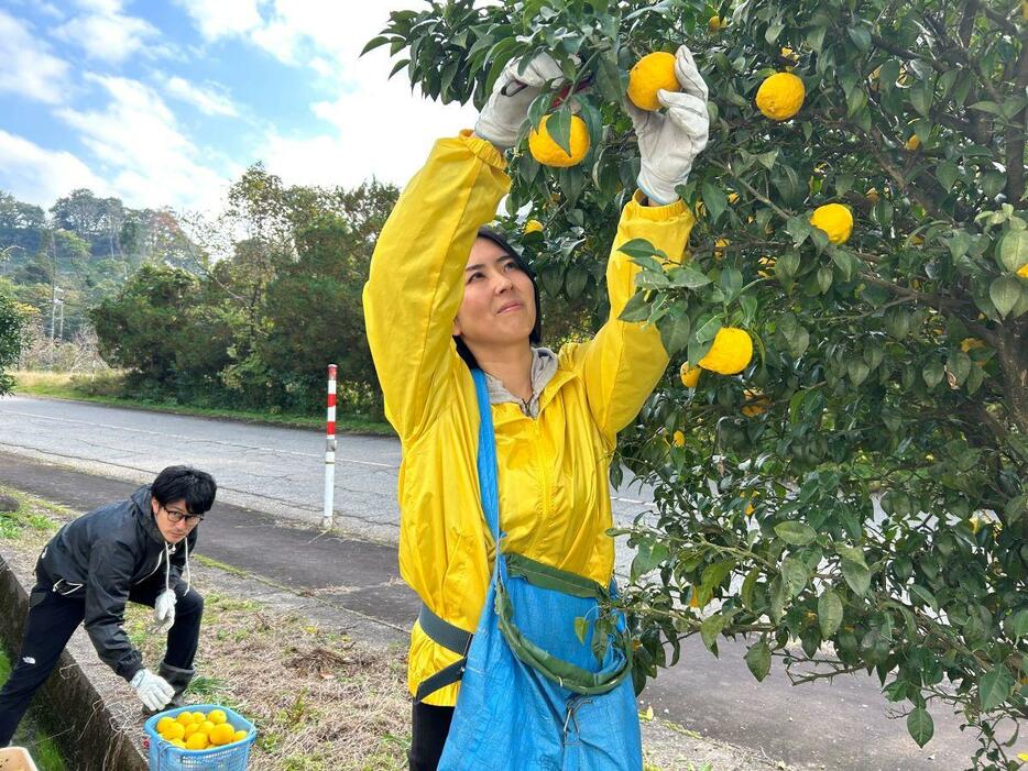 「金沢ゆず」を収穫する「きよし農園」社長の多田礼奈さん