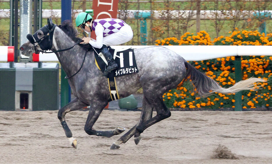 渡辺竜也騎手騎乗のメイプルタピットが快勝（カメラ・高橋　由二