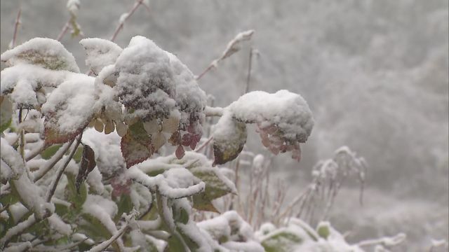 ７日朝の妙高市内・雪積もる木