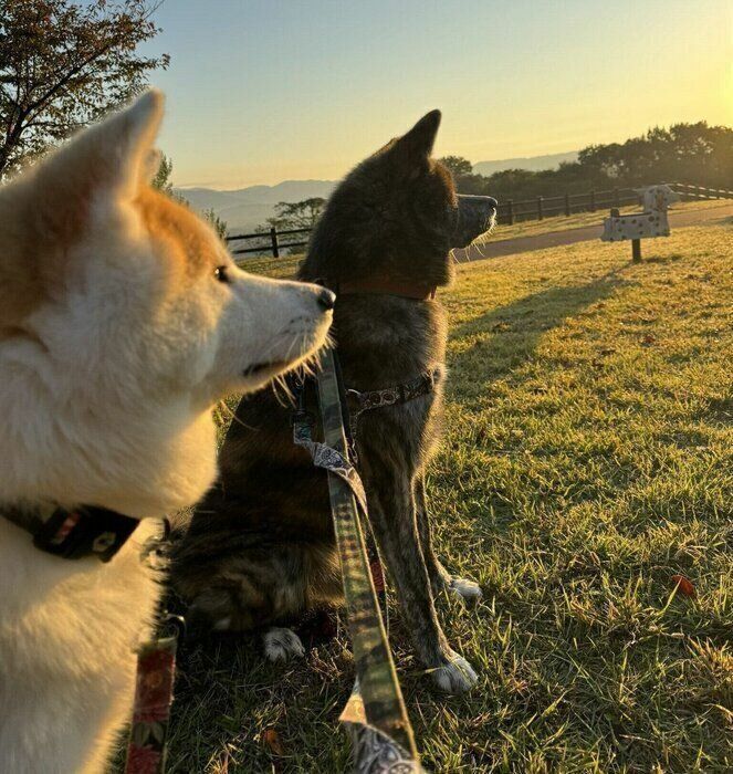 太陽を浴びる蘭ちゃん（写真左）と虎丸くん（写真右）