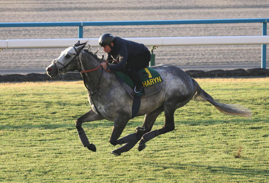 ムーア騎手を背に京都競馬場の芝コースで追い切るチャリン