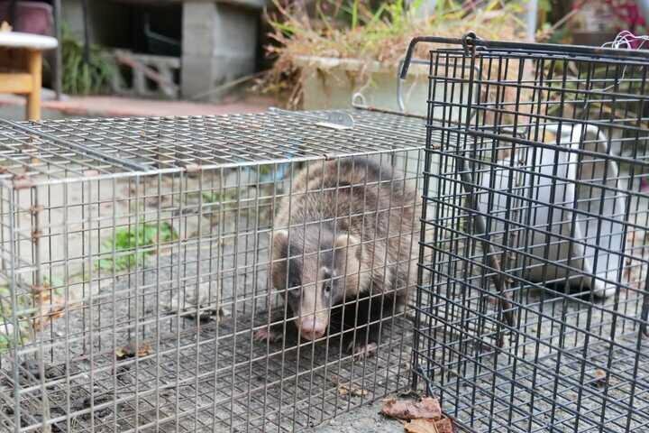 捕まったアナグマ