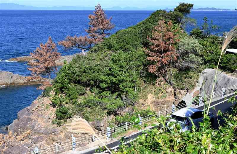 天草灘を望む美しい景観の中に、枯れた松が点在する天草市天草町の国道389号沿い＝7日