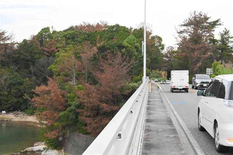 松枯れ被害が目立つ天草4号橋付近の国道266号沿い＝9日、上天草市