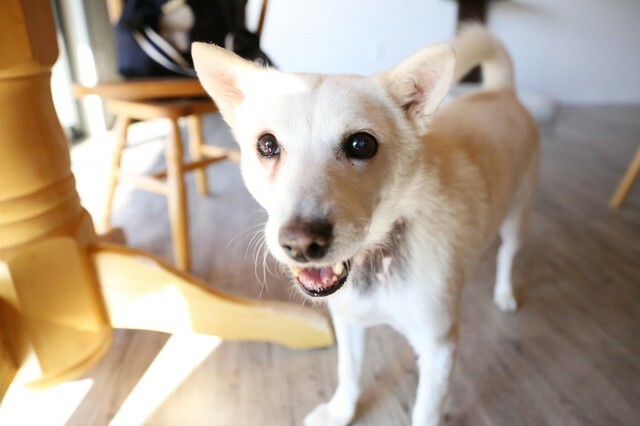 『犬のウェルネスリゾート ことまる』の総支配人・シロくん（写真提供＝ことまる、以下同）