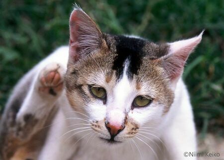 子猫のステキな毛並みを思わずほめたら、男前のお兄さん猫も現れた！