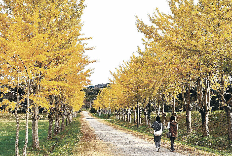 黄色く色づいたイチョウ並木。葉が緑の木も見られる＝宝達志水町東野