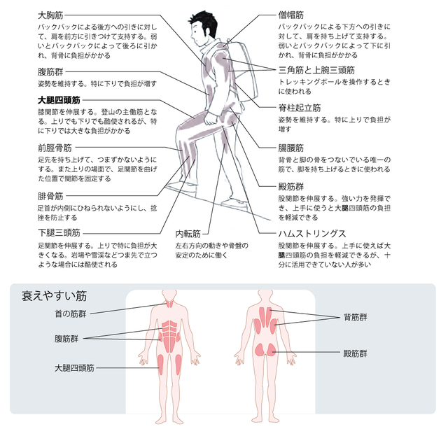 登山で使われる主な筋とその働き。下肢だけではなく、体幹や上肢の筋も参加して、全身運動が行われている(山本、2016)　下の加齢や不活動によって衰えやすい筋筋は、登山で最も重要な働きをする筋とも合致する(Israel、1992をもとに石井作図)