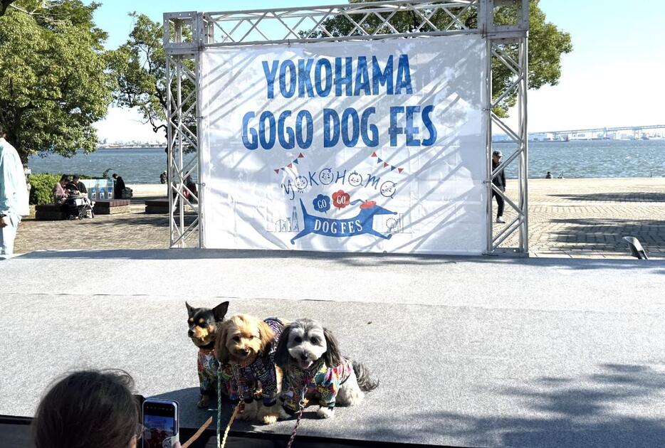 臨港パークで「GOGO DOG FES」、犬種別レースやクルーズも