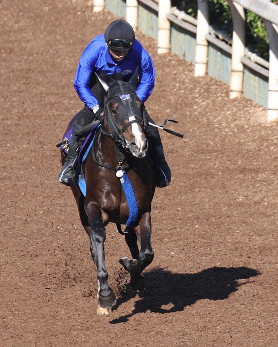 坂路を駆け上がるソウルラッシュ