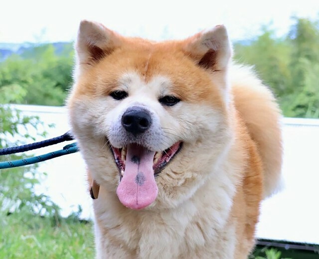 秋田犬のオス、大ちゃん