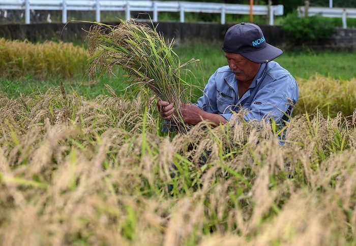 小雨がぱらつく中、稲刈り作業に汗を流す農家＝21日、金武町伊芸