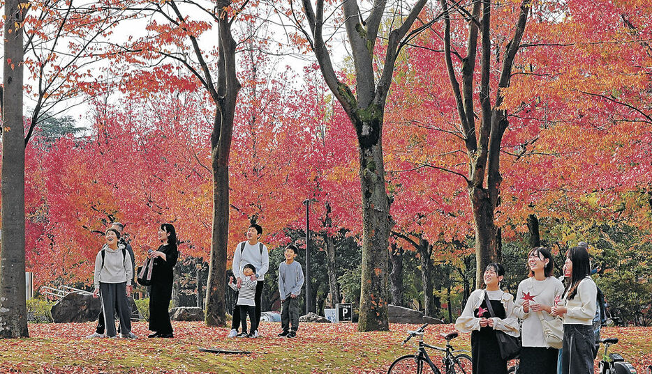 深まる紅葉を眺めながら散策する人々＝１６日午前１１時１５分、金沢市広坂２丁目