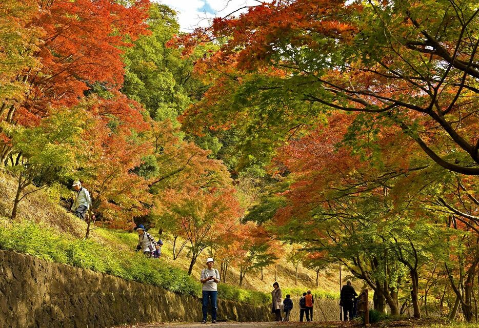 遊歩道沿いを赤や黄色に彩るもみじ谷の紅葉＝22日午後０時35分、足利市西宮町