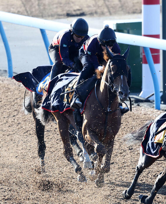 美浦ウッドで併せて追い切るレッドキングリー（右）（撮影・鈴木正人）