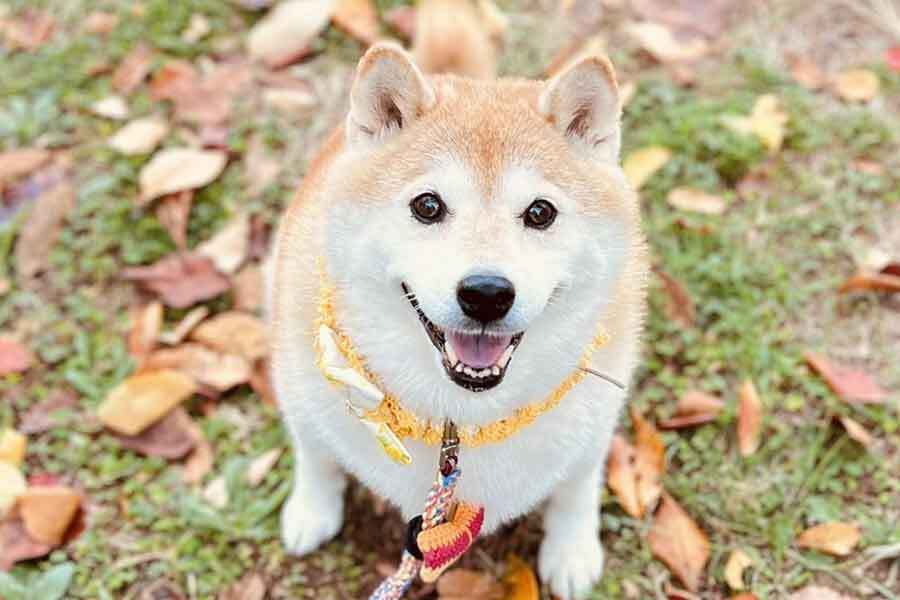 にっこりと笑顔を見せる柴犬のはなちゃん【写真提供：柴犬ハナ（@87shiba87）さん】