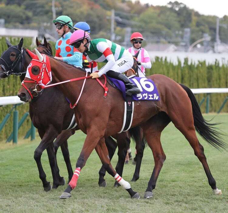 エリザベス女王杯で2着に入ったラヴェル＝10日、京都競馬場（安部光翁撮影）