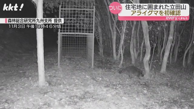 無人カメラに映ったアライグマ(3日・森林総合研究所九州支所提供)