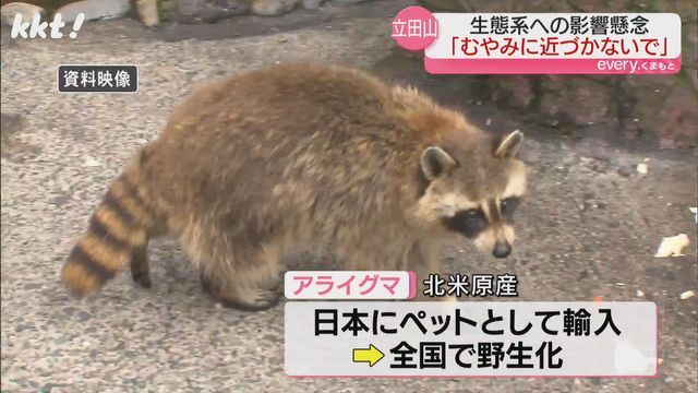 アライグマはペットとして飼育することが禁じられ駆除対象