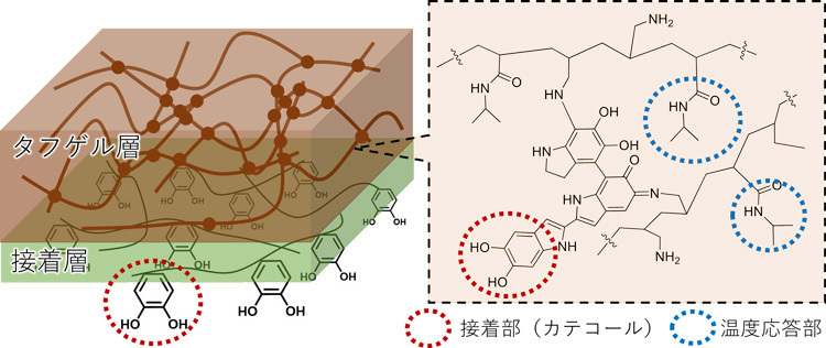 ハイドロゲル接着剤の模式図。タフゲル層の茶色い点が架橋部分を表す。半透明な接着層にあるカテコール基が接着に関わっている（東北大学の阿部博弥准教授提供）