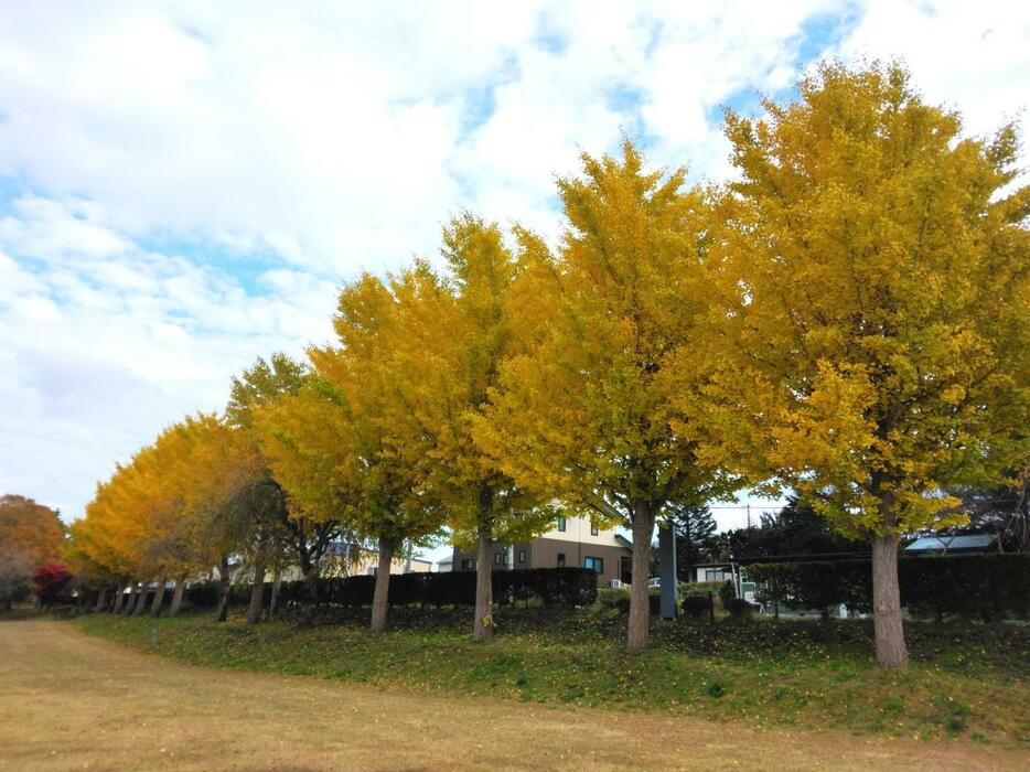 色づいた国道104号沿いのイチョウ（11月11日現在）