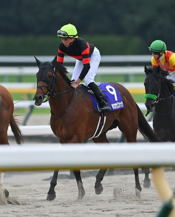 天皇賞・秋で3着と好走したホウオウビスケッツ＝10月27日、東京競馬場（撮影・奈良武）