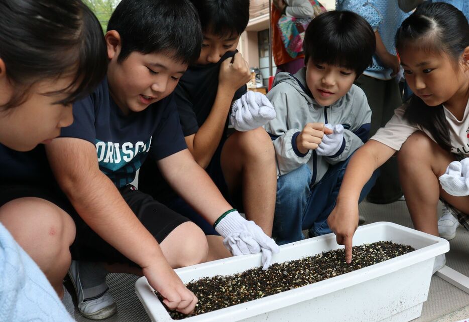 アネモネの球根を植える児童たち（向日市寺戸町・第６向陽小）