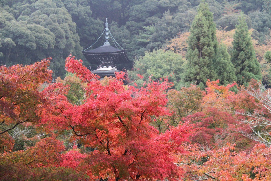 見頃が近づく紅葉スポットをピックアップ(写真は永観堂 禅林寺の紅葉)