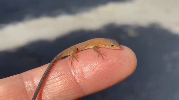 公園で出会ったカナヘビ