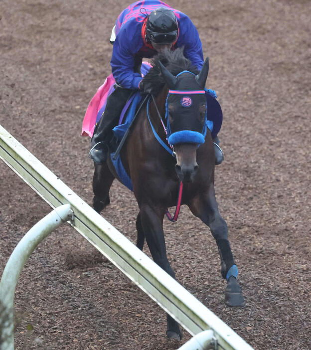 力強いフットワークで美浦坂路を駆け上がるウィルソンテソーロ（撮影・丹羽敏通）