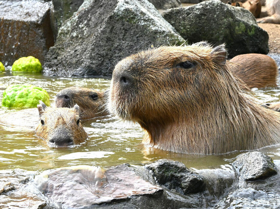 今季初の露天風呂を楽しむカピバラ＝1日午前、伊東市の伊豆シャボテン動物公園