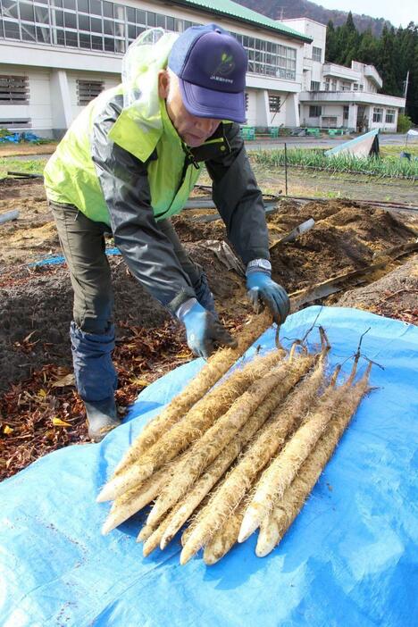 まっすぐに伸びた自然薯を一本一本丁寧に収穫する生産者=11月18日、阿賀町日出谷