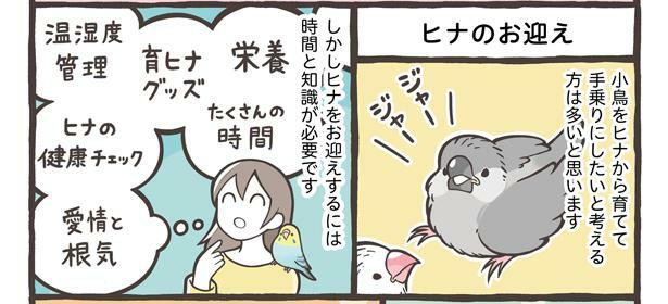 ヒナから育てると手乗りになるのは本当？鳥さんのお迎え時期について紹介