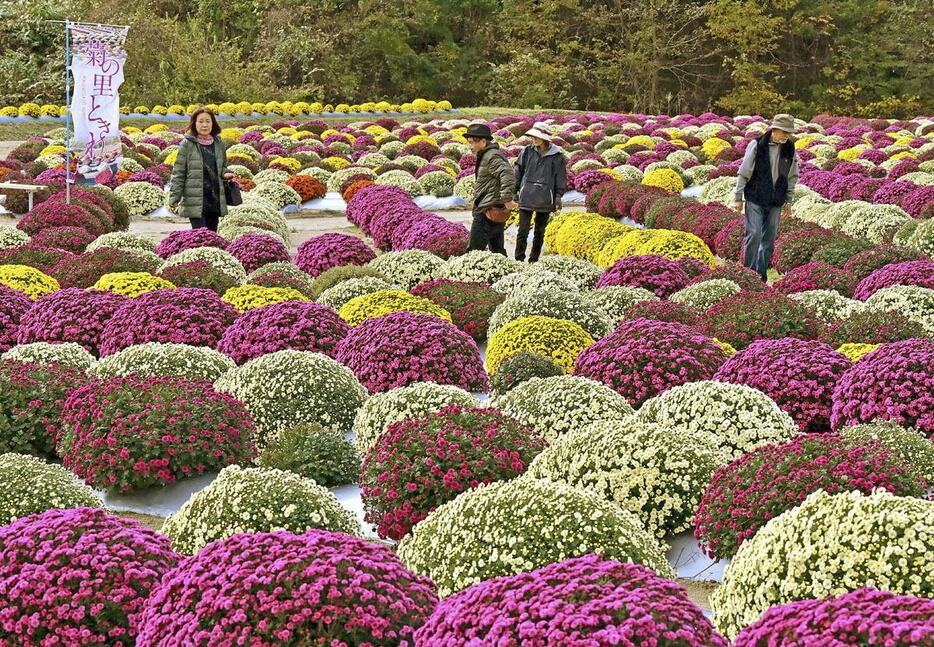 色鮮やかに咲き誇るザル菊＝田村市常葉町