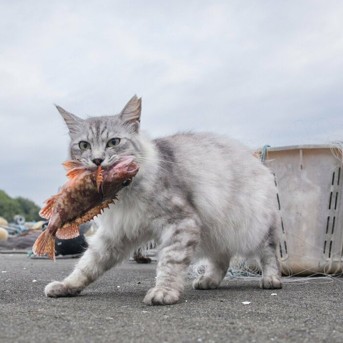 Canon　EOS－1D　X　Mark　III・f5・1／1250秒・ISO640（撮影／猫写真家：沖昌之）