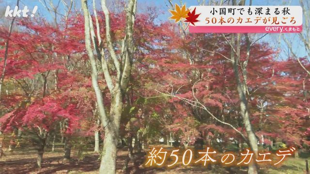 私有地には約50本のカエデ