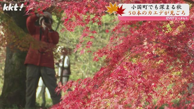 紅葉のシーズンには見物客に開放