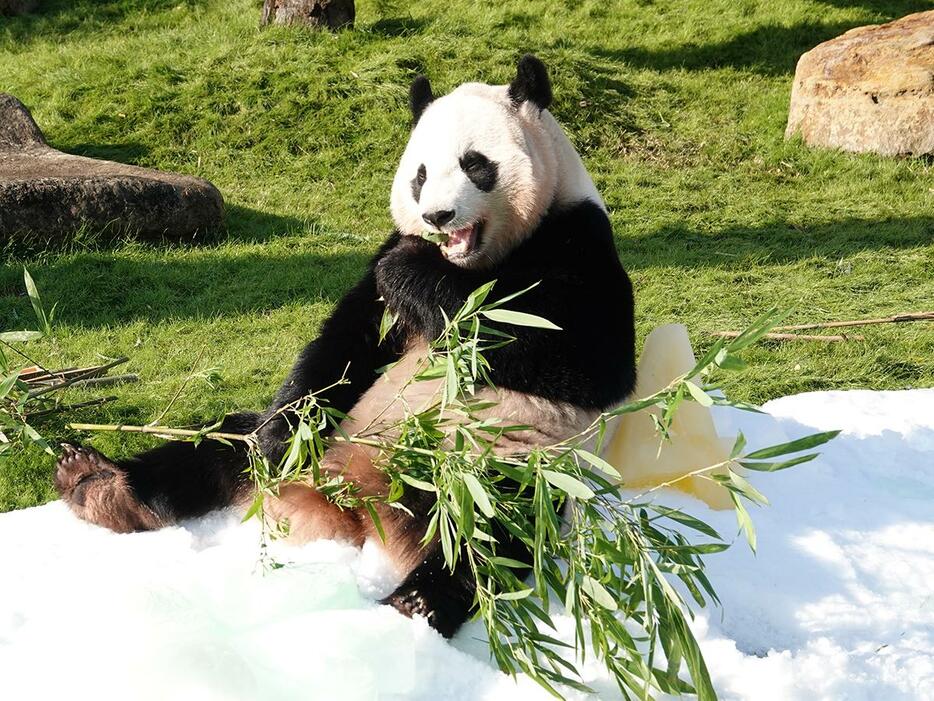 誕生日プレゼントの氷にもたれてながら竹を食べて目を細めるジャイアントパンダ「楓浜」